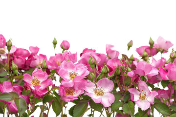 Obraz premium PNG Vibrant pink blooming flowers