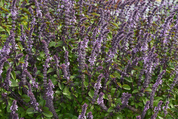 Basilikum, Ocimum basilicum