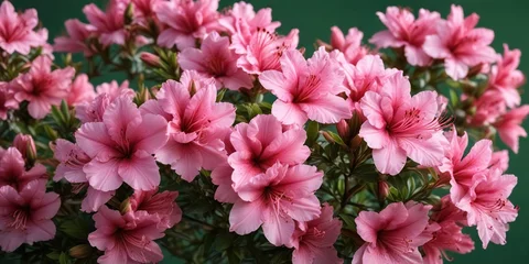Fotobehang Pink azalea flowers against a green background , foliage, pink, azalea © Patchanee