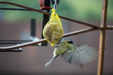 une mésange picore une boule de graisse avec des graines dans un filet en hiver