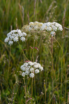 Berg-Haarstrang, Peucedanum oreoselinum (L.)