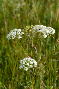 Berg-Haarstrang, Peucedanum oreoselinum (L.)