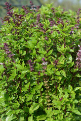 Basilikum, Ocimum basilicum, Sorte Tauris