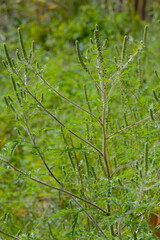 Ambrosie, Beifußblättrige Ambrosie, Ambrosia artemisifolia L.