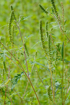 Ambrosie, Beifu&szlig;bl&auml;ttrige Ambrosie, Ambrosia artemisifolia L.