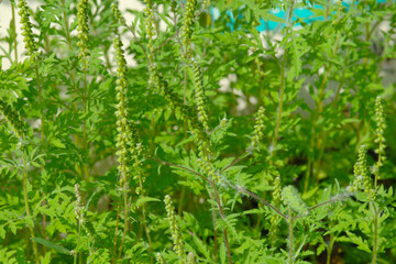 Ambrosie, Beifußblättrige Ambrosie, Ambrosia artemisifolia L.
