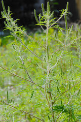 Ambrosie, Beifußblättrige Ambrosie, Ambrosia artemisifolia L.