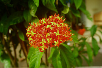 Ixora chinensis red flowers are blooming. Ixora chinensis, commonly known as Chinese ixora