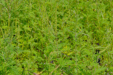 Obraz premium Ambrosie, Beifußblättrige Ambrosie, Ambrosia artemisifolia L.