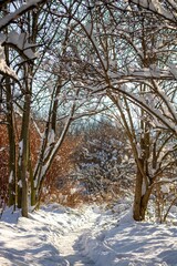 foret sous la neige