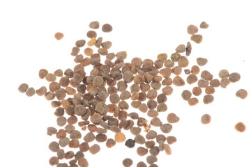 Bilsenkraut, Hyposcyamus niger