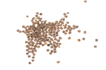 Bilsenkraut, Hyposcyamus niger