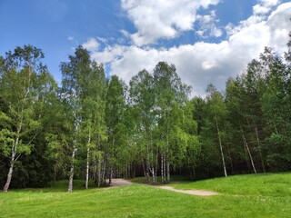 A sunny day in a lush green park with birch trees lining the walking path
