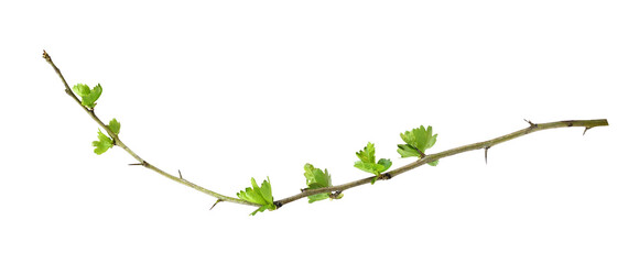 Spring branch with buds and young green leaves isolated on white or transparent background