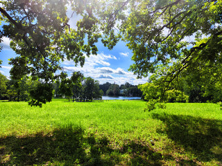 A park with trees and grass in summer