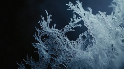 Frozen Fractals: A Delicate Ice Formation