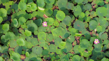 Aerial view of vibrant lotus flowers amidst green lily pads symbolizing tranquility and renewal,...