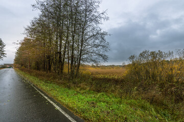 Obraz premium A road with trees on both sides and a cloudy sky