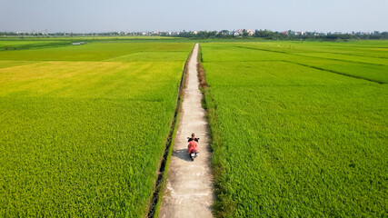 An Asian couple rides a motorcycle down a narrow path through vibrant green rice fields, symbolizing adventure and rural travel