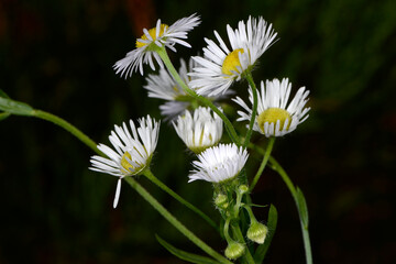 Einjähriges Berufskraut,  Feinstrahl,  Erigeron annus