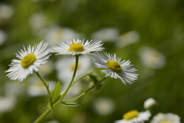 Einjähriges Berufskraut,  Feinstrahl,  Erigeron annus