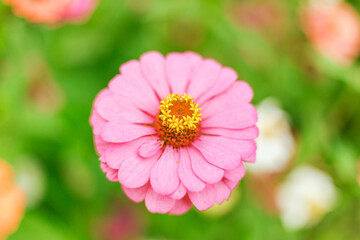Obraz premium Close up Zinnia flowers blooming