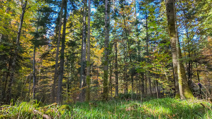 Serene forest scene with sunlight filtering through tall trees, ideal for promoting environmental conservation and Earth Day concepts