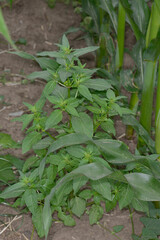  Bingelkraut, Einjährige, Mercurialis annua