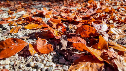 Vibrant orange and red autumn leaves scattered on a rocky ground symbolize the changing seasons and the beauty of fall