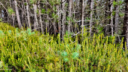 Lush green undergrowth thrives beneath sparse pine trees in a peaceful forest, symbolizing biodiversity and environmental conservation