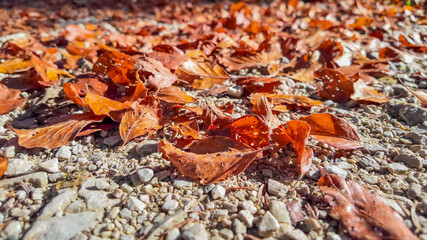 Fallen autumn leaves scattered on a gravel path, symbolizing seasonal change and the Thanksgiving holiday atmosphere