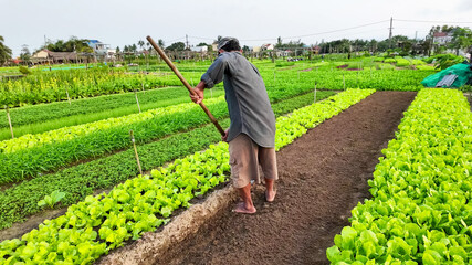 An Asian farmer cultivates lush vegetable rows on a vibrant farm, embodying sustainable agriculture...