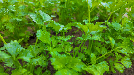Fresh parsley plants with dew drops in a garden, symbolizing healthy eating and sustainable agriculture practices