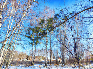 Winter landscape featuring birch trees and a pine, showcasing a clear blue sky in a serene natural setting
