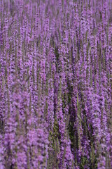 Blutweiderich, Gewöhnlicher,  Lythrum salicaria
