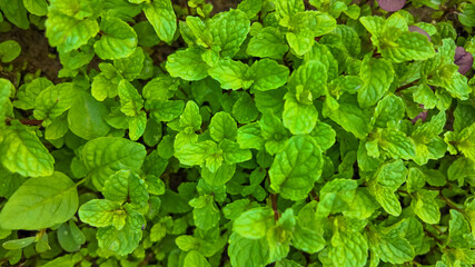 A lush bed of fresh mint leaves, ideal for culinary uses and herbal remedies, embodies the concept of freshness © fotoworld