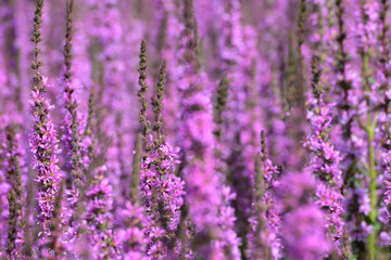 Blutweiderich, Gewöhnlicher,  Lythrum salicaria