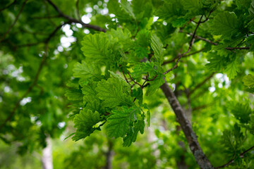 Green oak leaves background. Plant and botany nature texture
