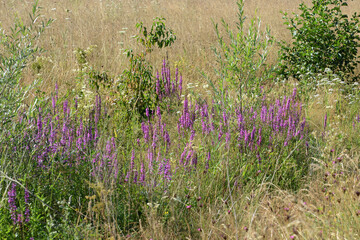 Blutweiderich, Gewöhnlicher,  Lythrum salicaria