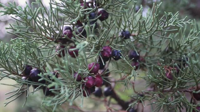Juniper tree juniperus with seeds in the forest