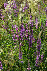 Blutweiderich, Gewöhnlicher,  Lythrum salicaria