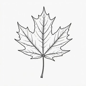 A maple leaf drawn with black lines. Black-and-white illustration.