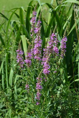 Blutweiderich, Gewöhnlicher,  Lythrum salicaria