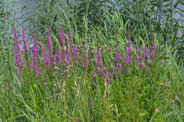 Blutweiderich, Gewöhnlicher,  Lythrum salicaria