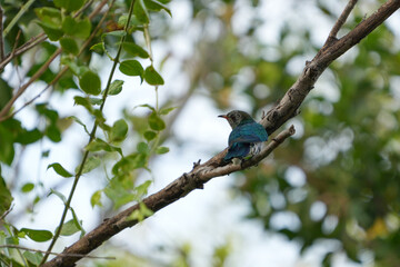 Birds in nature at Bangpoo Air Base, Samut Prakan Province, Thailand