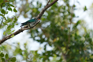 Birds in nature at Bangpoo Air Base, Samut Prakan Province, Thailand