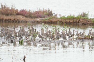 Birds in nature at Bangpoo Air Base, Samut Prakan Province, Thailand