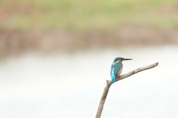 Birds in nature at Bangpoo Air Base, Samut Prakan Province, Thailand