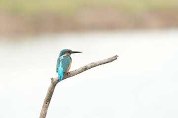 Birds in nature at Bangpoo Air Base, Samut Prakan Province, Thailand