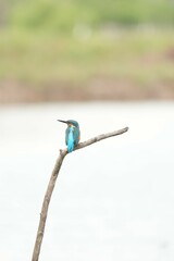 Birds in nature at Bangpoo Air Base, Samut Prakan Province, Thailand